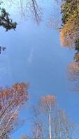 Wind moving autumn trees in Chamonix, France in November video