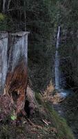 Waterfall cascading behind weathered tree trunk in Chamonix, France in November video