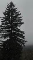Bird Raven taking flight from pine tree in Chamonix, France in November video