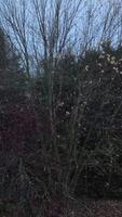 Wind gently blowing through trees in chamonix garden, France in November video