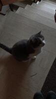 Grey and white cat enjoying petting on the stairs in Chamonix, France in November video