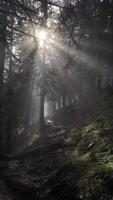 Sunlight through misty forest in chamonix, france in autumn November video