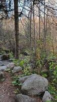 Camera moving through chamonix forest in autumn. Chamonix, France in November video
