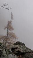 Mystical alpine fog enveloping chamonix forest, France in November Les Houches video