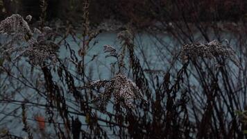 Frosty plants by mountain river Arve embracing november chill in Chamonix, France in November video