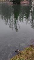 A lake with trees and grass in the background video