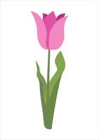 Flat Simple Tulip Isolated on White Background. Spring Flower Tulip. Flowers Bloom Element. Sticker, Print for Easter Spring Holidays, Banners, Posters, Cards, Web. Folk Style. vector