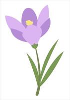 Flat Simple Crocus Isolated on White Background. Spring Flower Crocus Bloom Flowers Element. Sticker, Print for Easter Spring Holidays Banners, Posters, Cards, Web. Folk Style. vector