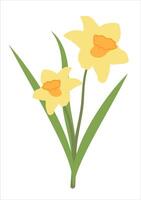 Flat Simple narcissus Isolated on White Background. Spring Flower jonquil. Flowers Bloom Element. Sticker, Print for Easter Spring Holidays, Banners, Posters, Cards, Web. Folk Style. vector