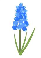 Flat Simple Muscari Isolated on White Background. Spring Flower Muscari. Flowers Bloom Element. Sticker, Print for Easter Spring Holidays, Banners, Posters, Cards, Web. Folk Style. vector