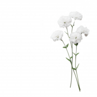 A bouquet of delicate white flowers beautifully arranged on a clean background. png