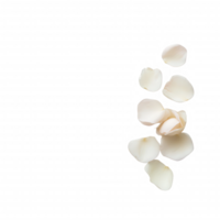 Delicate white rose petals arranged artistically on a clean background. png