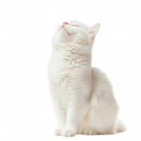 A fluffy white cat looking upwards, showcasing its elegant posture and serene expression. png