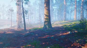 Misty morning in an Alaskan forest with towering trees and serene landscape video