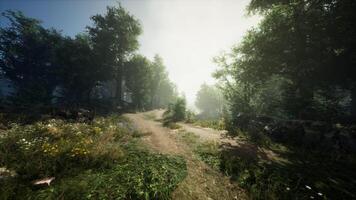Sunlit forest path leading to a foggy clearing in the early morning light video