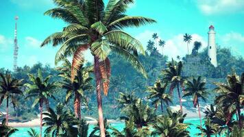 tropical palma arboles y faro en un sereno bahameño playa en luz video