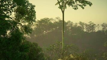 Lush green jungle landscape at dawn with tall trees and soft sunlight video