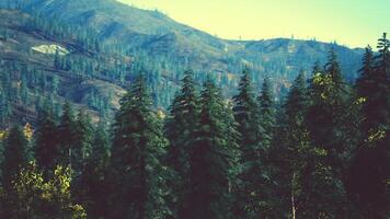 Lush green coniferous forest thriving in mountainous terrain during daylight video