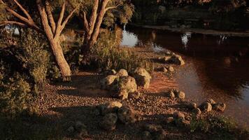 Tranquil riverside landscape with rocks and trees at sunset in nature video