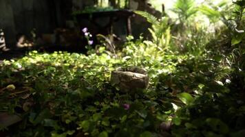 Old weathered ball resting amidst lush greenery in a serene outdoor setting video