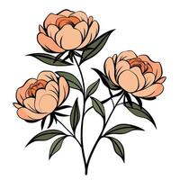 Three peonies are on a white background vector