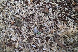 Skin of a very large number of rice grains scattered on the ground, photographed during the day photo