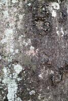 The texture of a tree bark covered in fungus spots, with the dominant colors being black and white photo