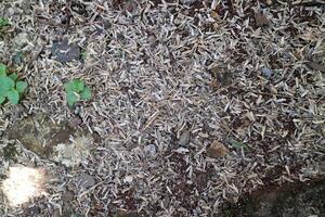 Skin of a very large number of rice grains scattered on the ground, photographed during the day photo