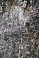 The texture of a tree bark covered in fungus spots, with the dominant colors being black and white photo