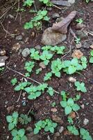 Several shoots of plants with fresh green leaves on dark brown soil photo