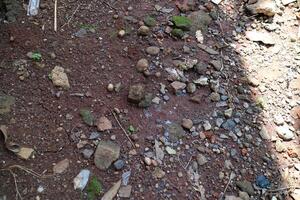 Dark brown soil texture with lots of stones and dry leaves, photographed during the day photo