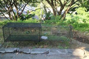 a bird cage made of iron wire with an elongated shape, on the edge of the garden photo