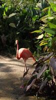 Vertical of flamingo bird live in nature, pink flamingo video