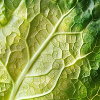 Close-up of a green leaf showing detailed veins, texture, and vibrant color. photo