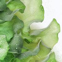 Fresh lettuce leaves with water droplets, detailed macro view. photo