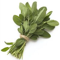 Fresh sage bundle, white isolate background photo