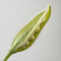 Close-up of a green plant seed pod with fine hairs on a light background. photo