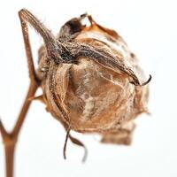 Dried cotton plant bud on isolated white background, highlighting natural textures and details. photo