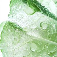 Fresh cabbage leaf with water droplets on white background, close-up. photo