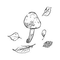 Polish mushroom with autumn leaves, hand drawn in graphic style. Mushroom and leaves for design. illustration vector