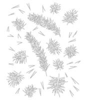 Pine branch with needles, pine needles for winter and Christmas decor. Graphic illustration hand drawn with black ink. Set of isolated objects vector