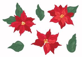 Set of poinsettias on white isolated background vector