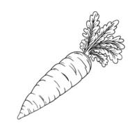 Hand drawing style of carrot vector