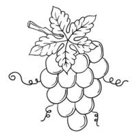Hand drawing style of line art grapes. vector