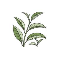 A drawing of a leaf on a branch vector