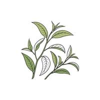 A drawing of a leaf with leaves vector