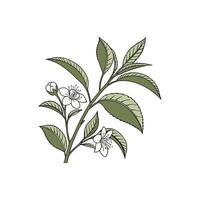 A branch with flowers and leaves on it vector