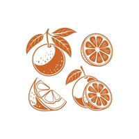 Orange slices and slices of fruit on a white background vector