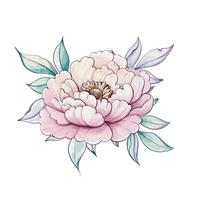 Graceful pink peony blooms with intricate petals surrounded by soft green leaves, embodying the charm of nature in watercolor art. vector