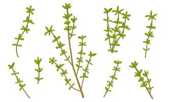 illustration of thyme isolated on white background. Fresh Herbs Image. Botanical illustration. vector